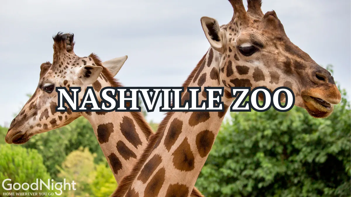 A cluster of giraffes stands in a lush, green zoo enclosure. The scene captures joyful family outings and the excitement of up-close animal encounters, evoking the kind of adventure families can look forward to during a trip to the Nashville Zoo.